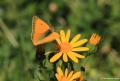 Colias thisoa (Turan Azameti)